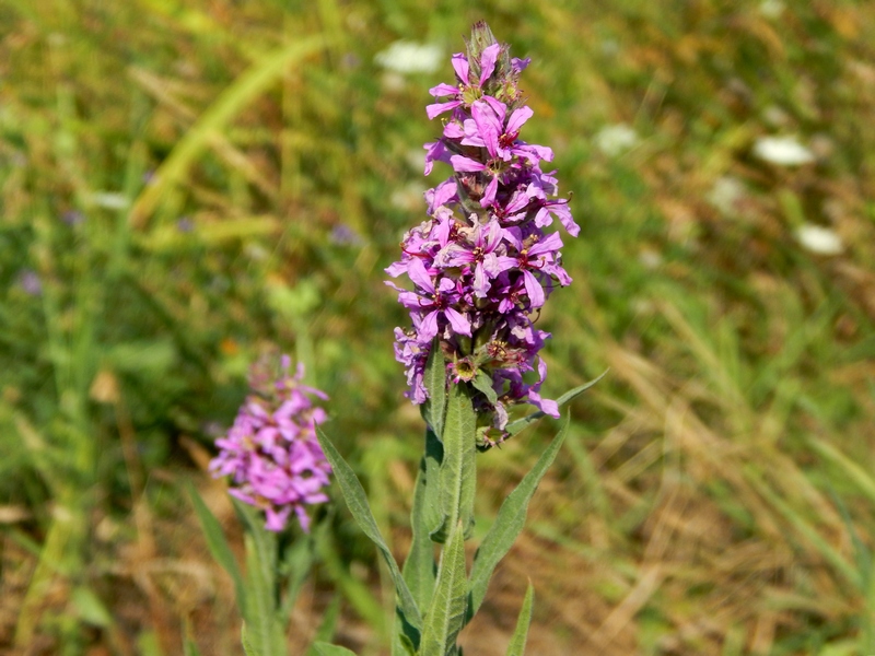 Lythrum salicaria (Mvrthales - Lythraceae)